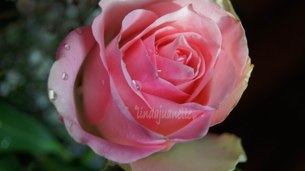 Mor Alfhild brukte alltid si; "Gi meg en blomst imens jeg lever". Og det er et uttrykk jeg har tatt med meg videre i livet.