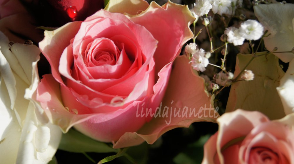 Vakre roser burde man omgi seg med imens man lever og kan nyte de.