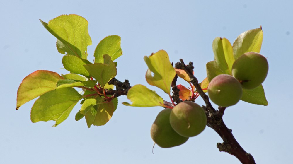 Fruktrærne bugnet over alt. Skulle gjerne hatt noen her i nord også :-)