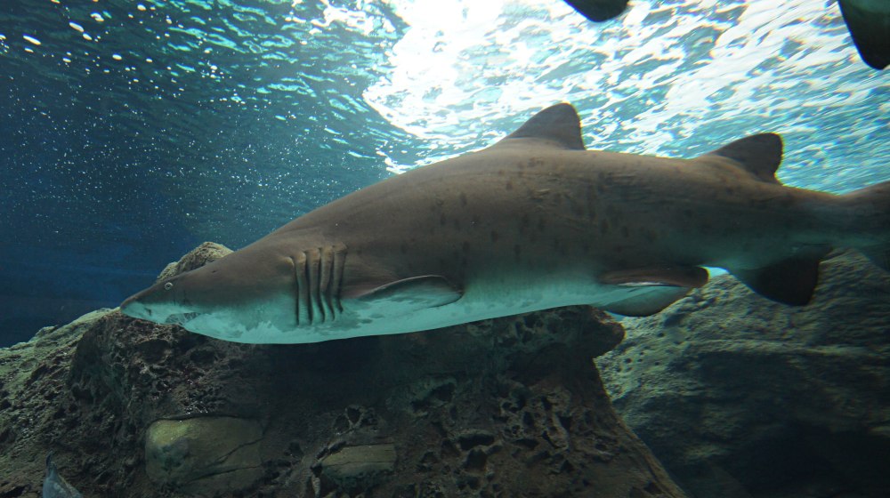 Alle haiene ved Cret Aquarium er populære fotoobjekter, naturlig nok. Spennende, og godt det er tykt glass imellom oss :-)
