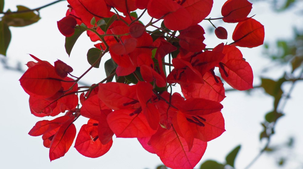 Klatretrær med røde blomster dekket de fleste husvegger nå på våren. Utrolig vakkert.
