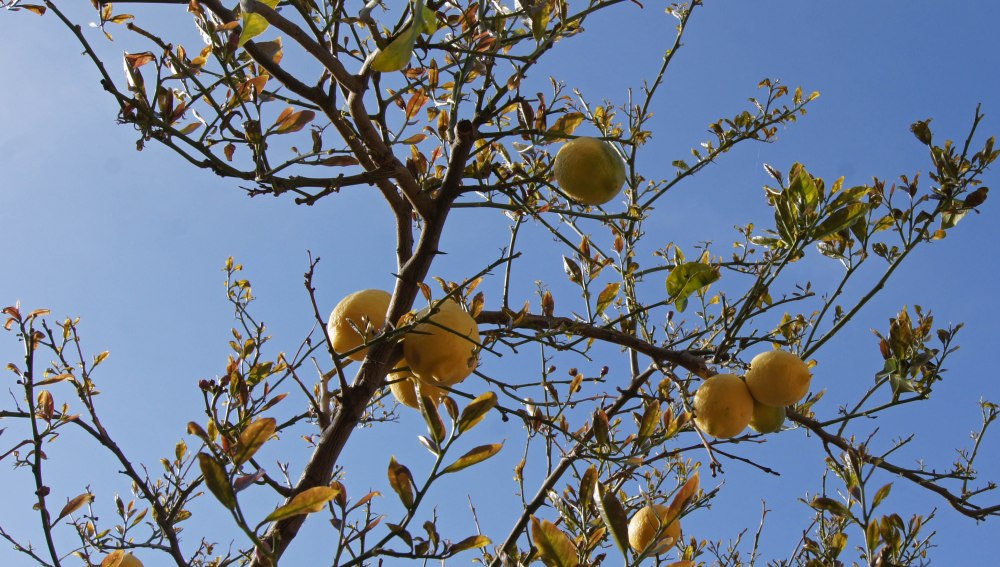 Sitrontre i hagen, det var det man skulle hatt når man er storforbruker av frukten :-)