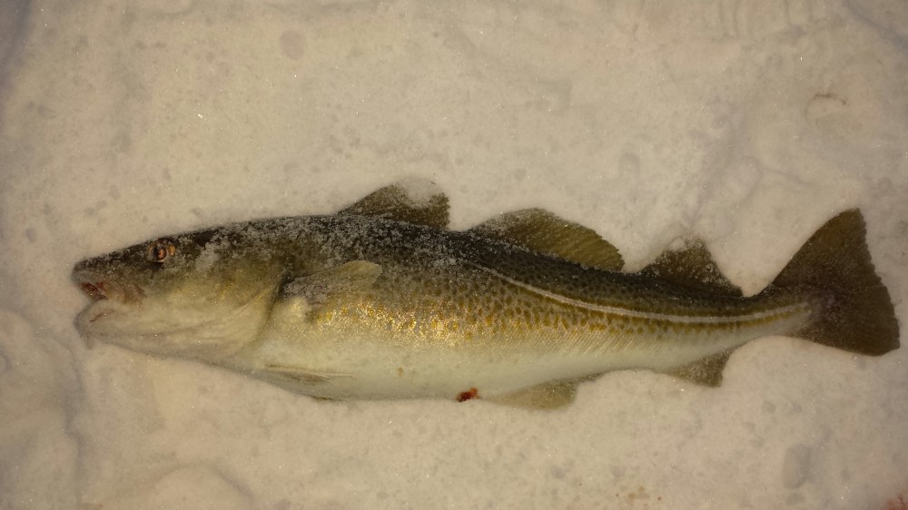 Endelig beit torsken på kroken.